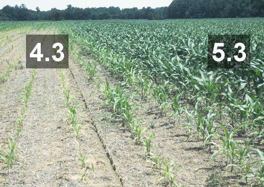 Soil Testing Soil testing is a best management practice and should be the foundation for corn fertility decisions. Soil testing eliminates guesswork, allowing you to address any nutrient problems.