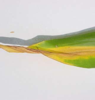 Photo of the inverted-v pattern of nitrogen deficiency on an individual leaf. Corn plants with a nitrogen deficiency at first take on a pale, yellowish-green look.