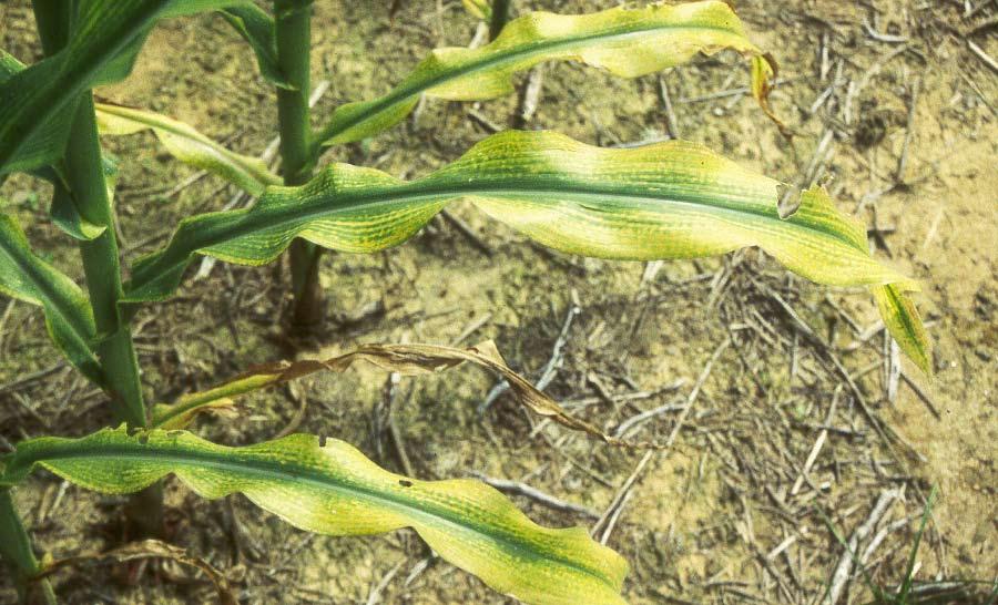 Potassium deficiency can cause yellowing of lower leaf tips and margins in corn. availability of phosphorus in the soil solution by more than 30 percent.