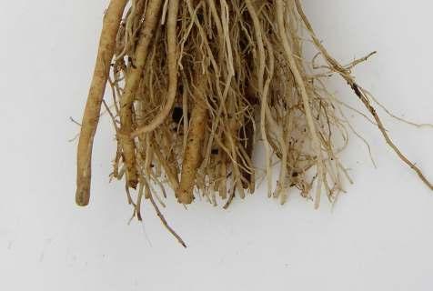 Adventitious root