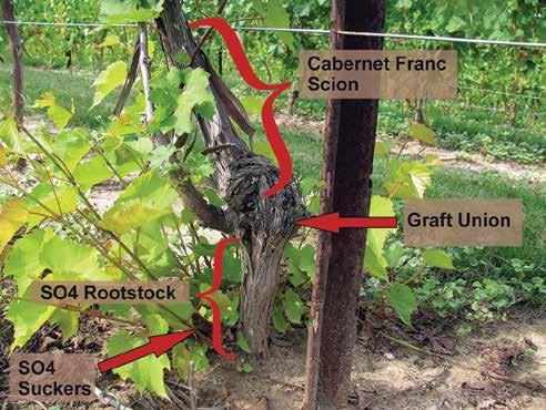 another variety functioning as a rootstock. Grafting was not practiced until growers were faced with soil maladies and pests.