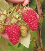 fresh greenhouse raspberries.