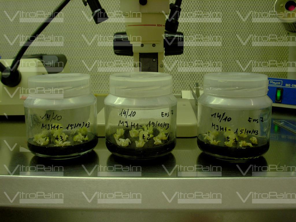 Multiplication stage (10) cycles 20-25 month Once initiated, vegetative buds