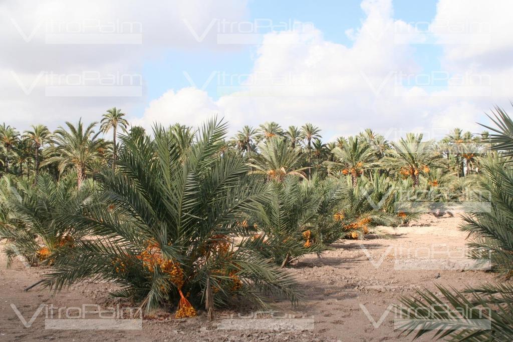 Date palm tissue culture