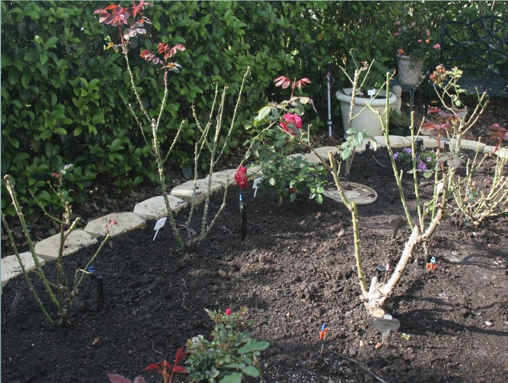 Maintaining Your Roses Pruning roses: Prune twice a year Late February Post pruning in late February Major pruning