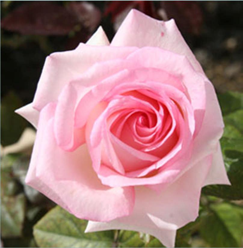 Enjoying Your Roses Rosarians grow roses for these 3 reasons: Create an enjoyable and beautiful garden Produce cut roses to beautify