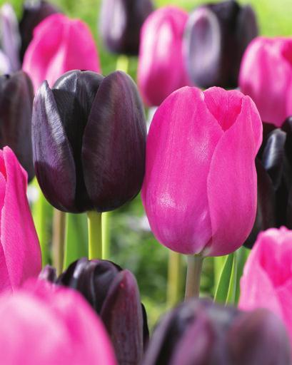FALL 2012 FUNDRAISING REGAL SPLENDOR TULIPS The perfect mix of Queen of