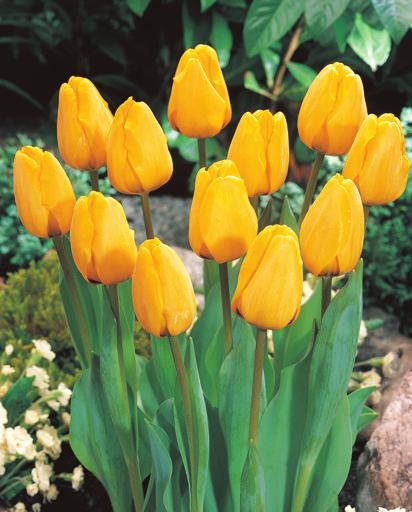 A 702000 12 Regal Splendor The perfect mixture of Queen of Night & Don Quichotte Tulips Blends of dark and light shades will create a dramatic display in a border or mass planting.