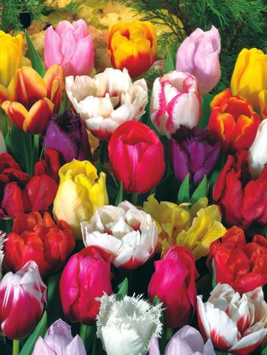 F A bea u bulb ga tiful rd for only en 702230 12 Sixty Days of Tulips $30 Continuous bloom throughout the entire spring season.