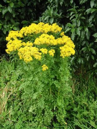 Ragwort Introduced from Europe Invades pasture