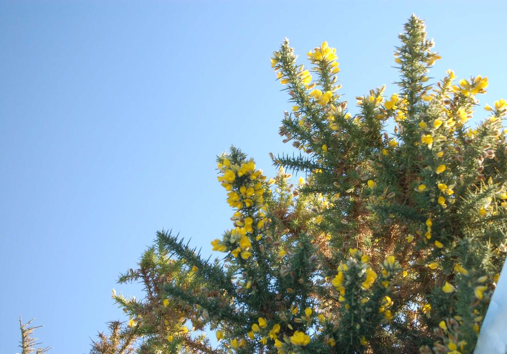 Gorse Introduced from Europe