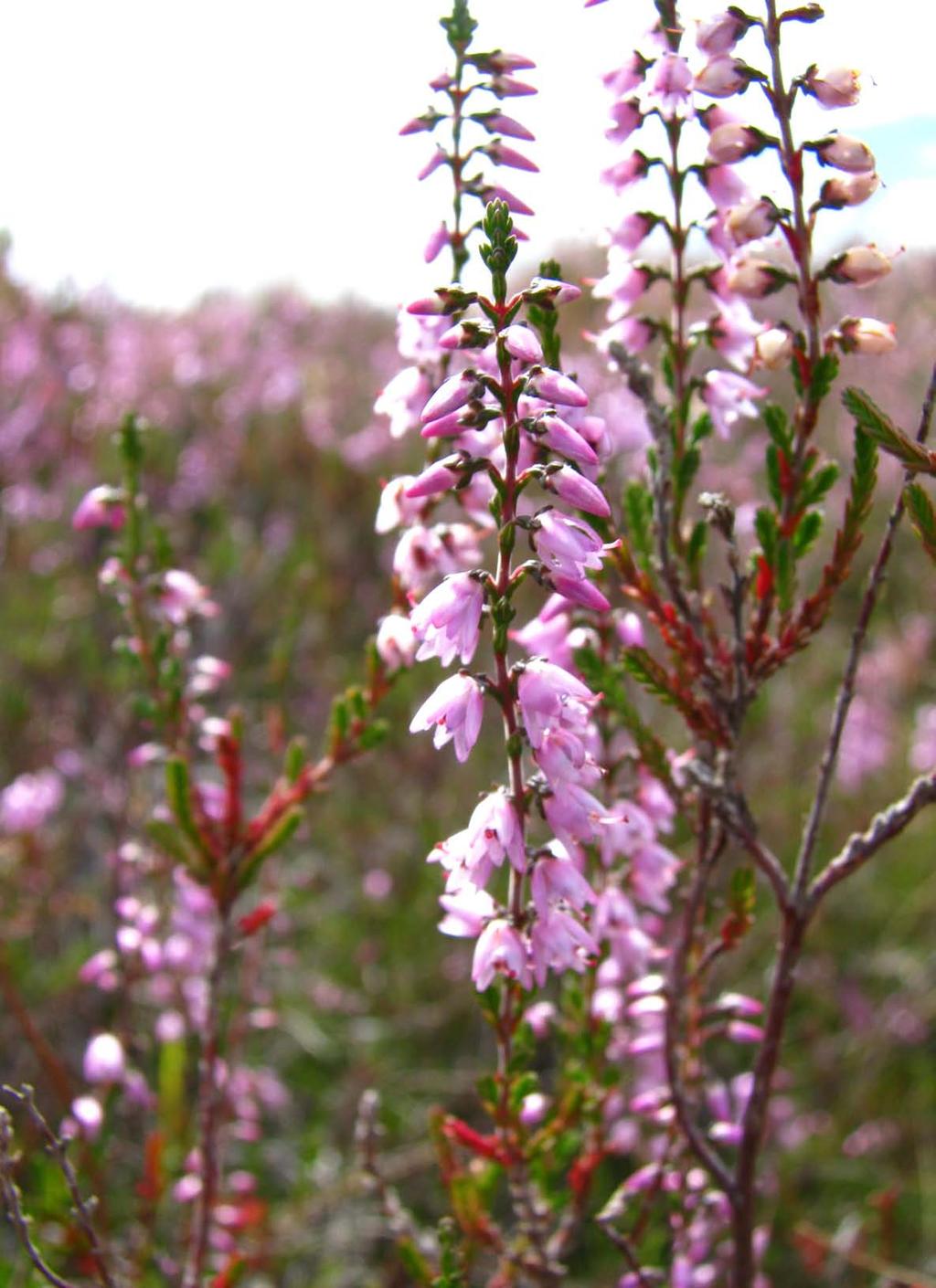 Heather Introduced from Europe Smothers small native