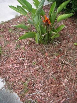 UTILIZE MULCH Apply minimum 2 layer mulch over all planting beds Utilize local, recycled, organic mulch