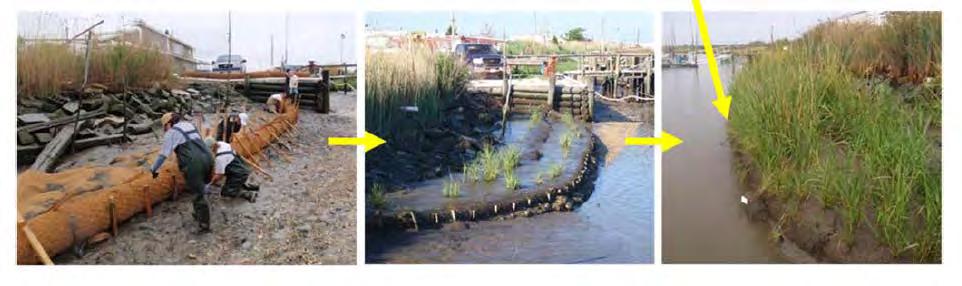 Building a Living Shoreline Using bio-engineering with biodegradable materials and plantings,