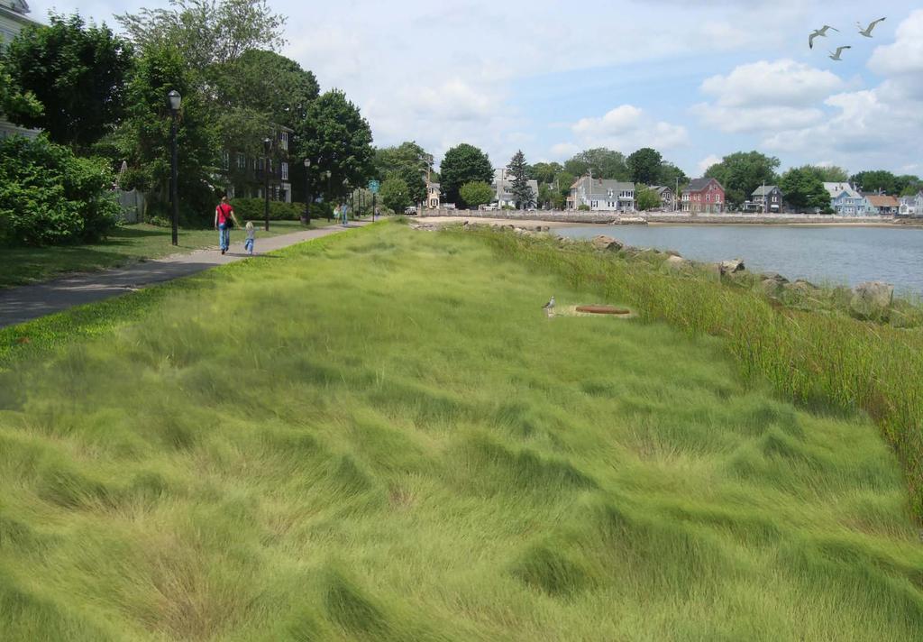 Creating a Living Shoreline with green infrastructure Potential to be a 20-foot wide Fringing