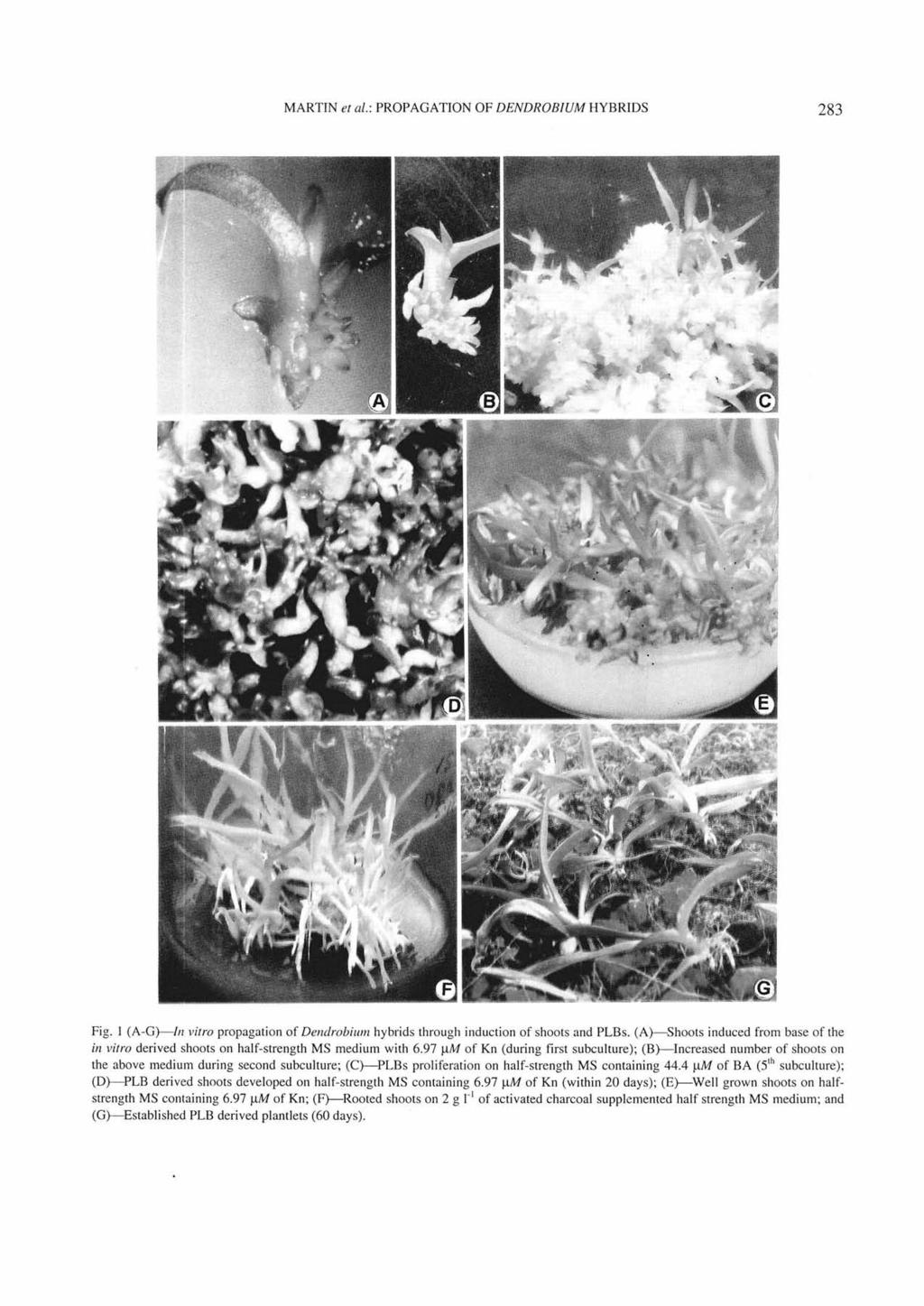 MARTINet al.: PROPAGATION OF DENDROBIUM HYBRIDS 283 Fig. 1 (A-G)---/11 vitro propagation of Dendrobiwn hybrids through induction of shoots and PLBs.