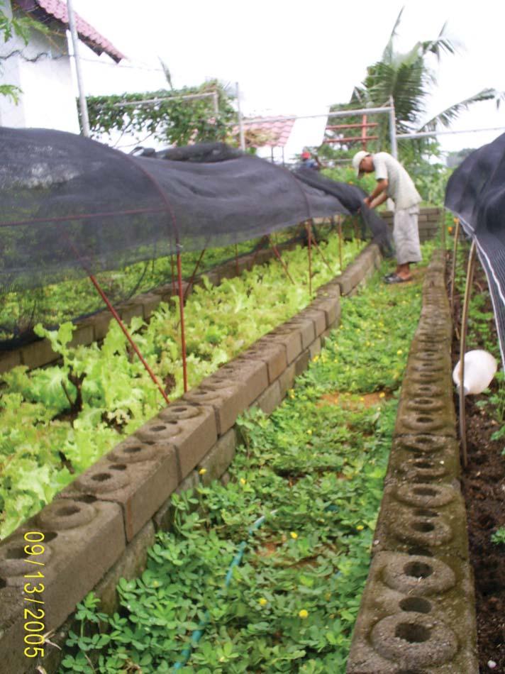 Soil Preparation - Appendix 4 On farm generated fertility has made our lettuce production very profitable.