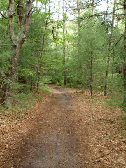 Woodland Trails: Primary