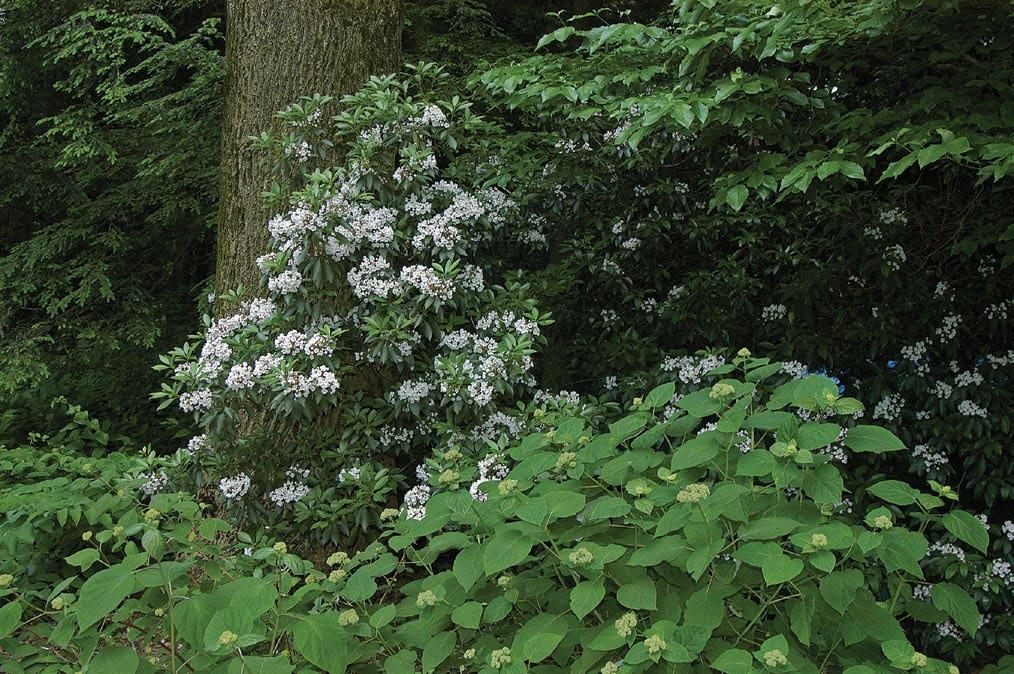 12 Arnoldia 68/4 Mountain laurel was among the Copelands favorite shrubs, serving as a year round evergreen that explodes into flower in early summer. to widely cultivated forms.