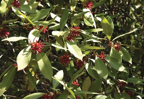 Assessing Adaptability Most gardeners in the mid-atlantic region are unfamiliar with Florida anise (Illicium floridanum).