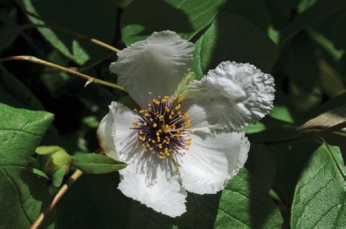 He has systematically identified countless stewartia populations and guided the group to them in order to observe and sample both silky camellia and mountain camellia.