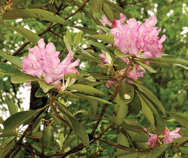 sites along rivers and ravines in northeastern Alabama, Catawba rhododendron grows on sandy benches at elevations ranging from 600 to 1,200 feet (183 to 366 meters).