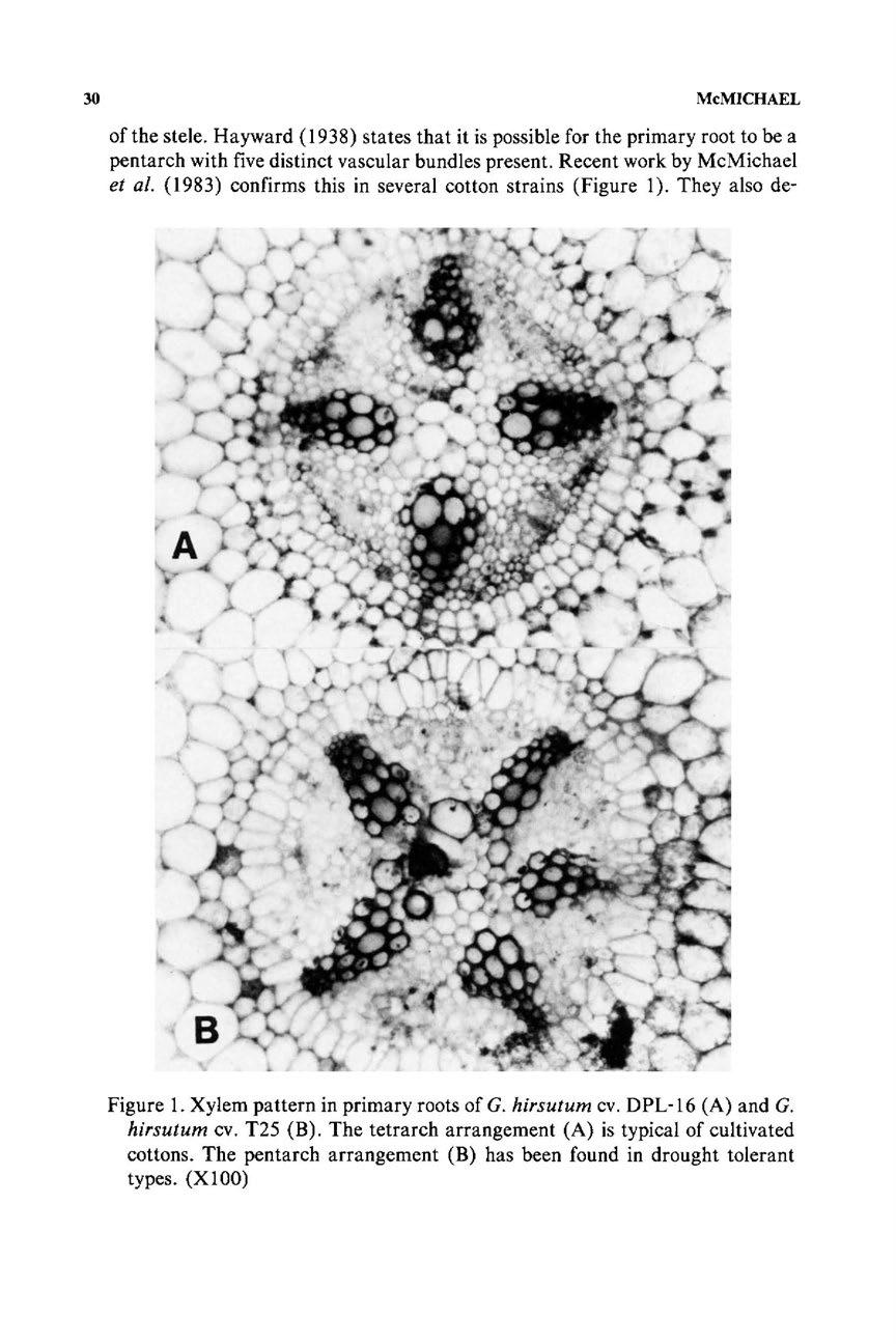 30 McMICHAEL of the stele. Hayward (1938) states that it is possible for the primary root to be a pentarch with five distinct vascular bundles present. Recent work by McMichael et a/.