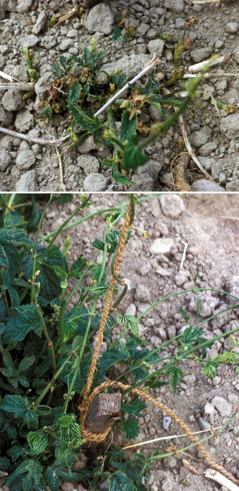 Boron Boron deficiency in hops Symptoms Delayed emergence of shoots Small, distorted, chlorotic