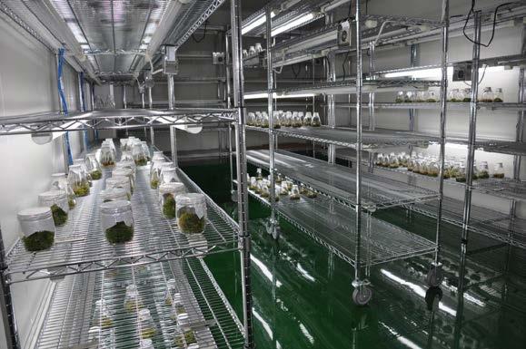 Tissue Culture Plantlets must be grown in a vector-proof