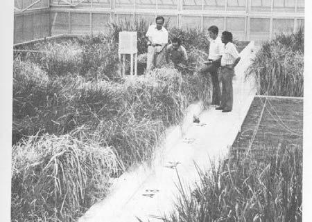 Drought research at IRRI 1970s