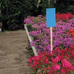 Catch rates of the different species of insects is maximized by using two insect attracting colors on each trap; Brilliant Blue and