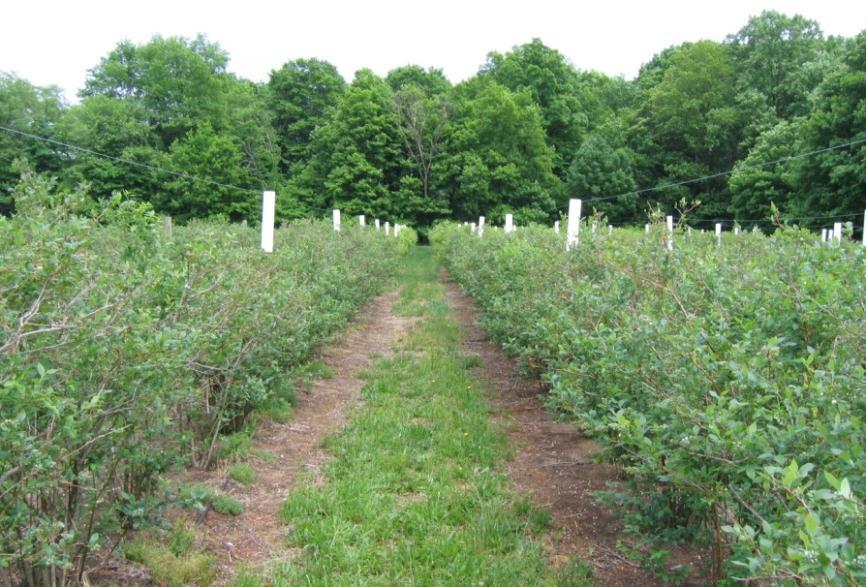 Blueberry production in Michigan 20,000 acres of highbush