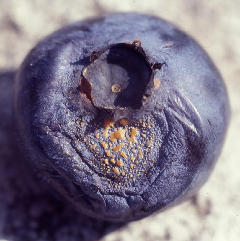 Anthracnose fruit rot