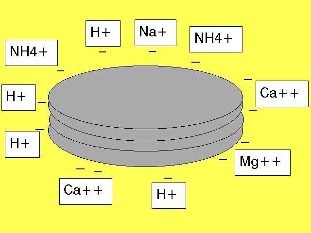 Cation Exchange Capacity clay particle Cations: NH 4+, K +, Fe ++, Ca