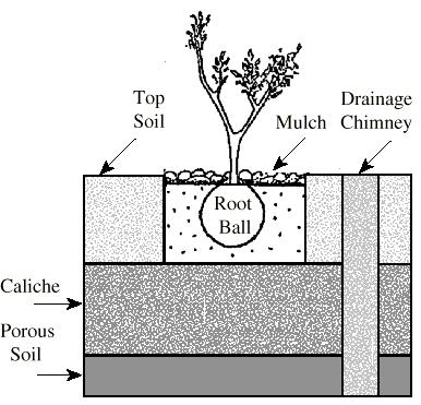 Caliche Management Keep roots out of the caliche zone Physically remove caliche layers if possible to allow for water drainage out of root zone Check drainage on property prior