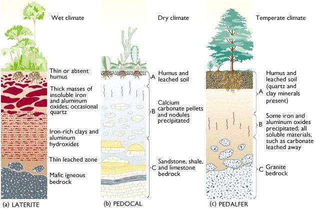 Desert soils have low organic matter because there is