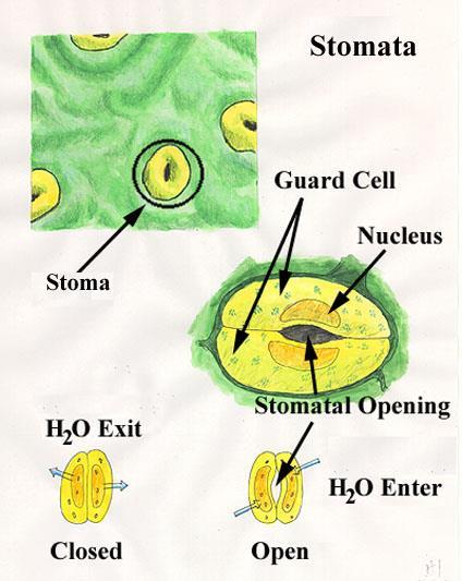 Stomata Factors