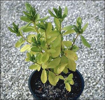 Nitrogen Deficiency Nitrogen (N) Yellowing of older leaves, bottom of plant Rest of the plant is often light