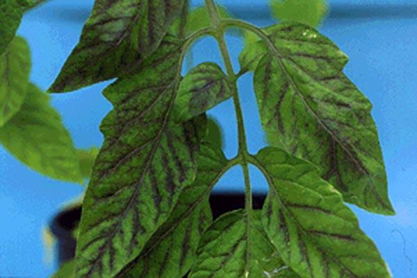 Phosphorus Deficiency Phosphorus (P) Leaf tips look burnt Older leaves turning a dark green or reddish purple