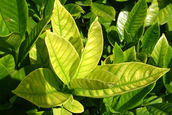 Iron Deficiency Iron (Fe) Interveinal chlorosis (yellowing leaf with green veins) Found on