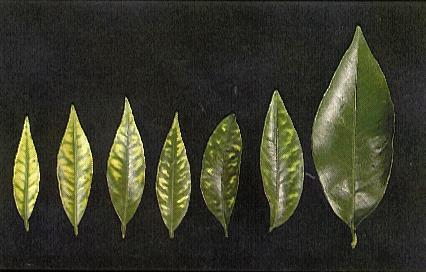 Zinc Deficiency Zinc (Zn) New leaves interveinal chlorosis, thicker green pattern around veins Necrotic