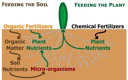 Organic vs Chemical