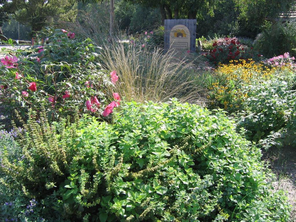 Garden in 2008