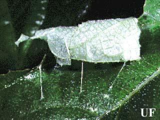 butterfly larvae are caterpillars.
