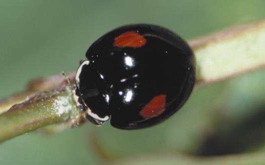 Lady beetle