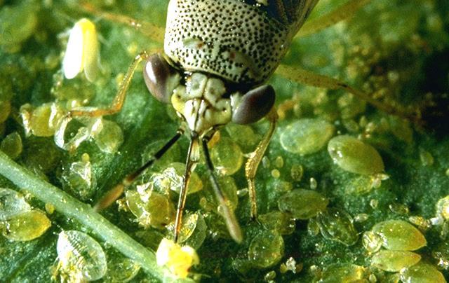 Whiteflies Vector for many diseases Found on