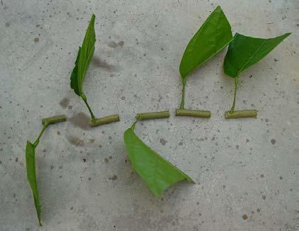 6) Finished cuttings