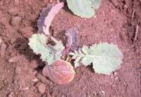 Pests of Swedes and Turnips ^ Technical Note T551 ISBN 1 85481 789 8 July 2003 Summary ı ı ı Insecticide options are being reduced for pest control in swedes and turnips Adoption of mesh covers