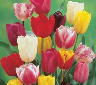 00 H 18-24 Cover item Whimsical Collection - 35 bulbs (Coleccion Antojadizo - 35 bulbos) For early to mid-spring color, plant this mixed assortment of bulbs.
