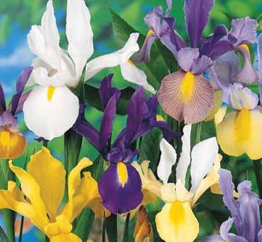Includes 15 Whitewell Purple Crocus, 10 Striped Squill, 5 Glory of the Snow, and 5 Dwarf Iris Reticulata. #WP100 35 Premium bulbs $20.
